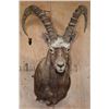 Image 1 : XL MID ASIAN IBEX Shoulder Mount