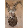 Image 2 : XL MID ASIAN IBEX Shoulder Mount