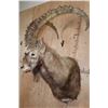 Image 3 : XL MID ASIAN IBEX Shoulder Mount