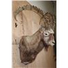 Image 4 : XL MID ASIAN IBEX Shoulder Mount