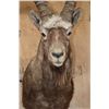 Image 5 : XL MID ASIAN IBEX Shoulder Mount