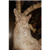 Image 6 : XL MID ASIAN IBEX Shoulder Mount