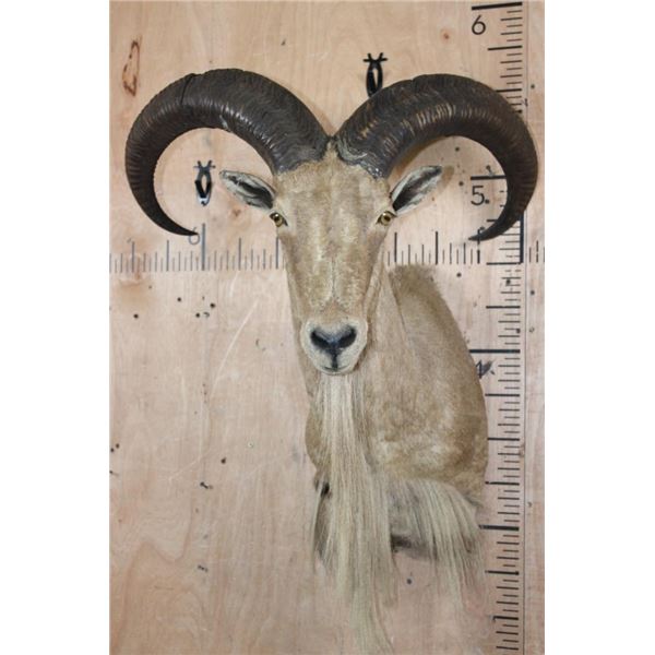 XL AOUDAD Shoulder Mount