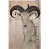 Image 1 : XL AOUDAD Shoulder Mount