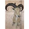 Image 2 : XL AOUDAD Shoulder Mount