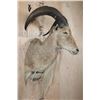 Image 3 : XL AOUDAD Shoulder Mount