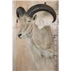 Image 4 : XL AOUDAD Shoulder Mount