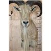 Image 5 : XL AOUDAD Shoulder Mount