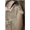 Image 6 : XL AOUDAD Shoulder Mount