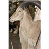 Image 7 : XL AOUDAD Shoulder Mount