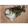 Image 2 : XXL Reproduction LARGE MOUTH BASS Fish Mount