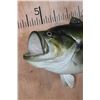 Image 3 : XXL Reproduction LARGE MOUTH BASS Fish Mount