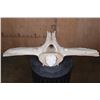 Image 1 : Alaskan Native or Inuit Hand-carved WHALE Vertebra Sculpture