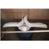 Image 8 : Alaskan Native or Inuit Hand-carved WHALE Vertebra Sculpture