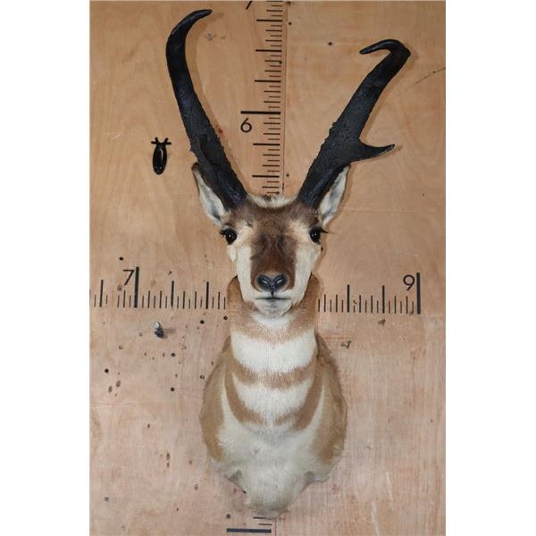 Massive PRONGHORN Shoulder Mount with Reproduction Horns
