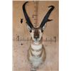 Image 1 : Massive PRONGHORN Shoulder Mount with Reproduction Horns