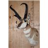 Image 2 : Massive PRONGHORN Shoulder Mount with Reproduction Horns