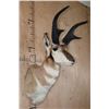 Image 3 : Massive PRONGHORN Shoulder Mount with Reproduction Horns