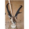 Image 4 : Massive PRONGHORN Shoulder Mount with Reproduction Horns