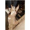 Image 5 : Massive PRONGHORN Shoulder Mount with Reproduction Horns