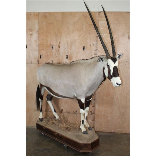 *New* Life-sized GEMSBOK on a Wood Base