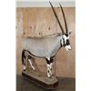 Image 1 : *New* Life-sized GEMSBOK on a Wood Base