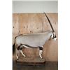 Image 2 : *New* Life-sized GEMSBOK on a Wood Base