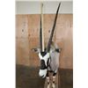 Image 3 : *New* Life-sized GEMSBOK on a Wood Base
