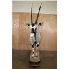 Image 4 : *New* Life-sized GEMSBOK on a Wood Base