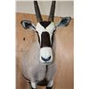 Image 5 : *New* Life-sized GEMSBOK on a Wood Base