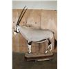 Image 6 : *New* Life-sized GEMSBOK on a Wood Base