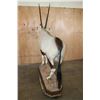 Image 7 : *New* Life-sized GEMSBOK on a Wood Base