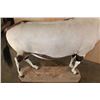 Image 9 : *New* Life-sized GEMSBOK on a Wood Base