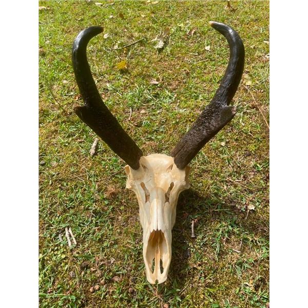 PRONGHORN Antelope Skull with Big Horns