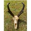 Image 1 : PRONGHORN Antelope Skull with Big Horns