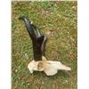 Image 2 : PRONGHORN Antelope Skull with Big Horns