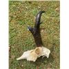 Image 3 : PRONGHORN Antelope Skull with Big Horns