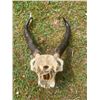 Image 4 : PRONGHORN Antelope Skull with Big Horns