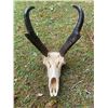 Image 5 : PRONGHORN Antelope Skull with Big Horns