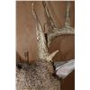 Image 10 : XL Typical 15-Point WHITETAIL DEER Wall Pedestal Mount