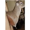 Image 12 : XL Typical 15-Point WHITETAIL DEER Wall Pedestal Mount