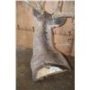 Image 13 : XL Typical 15-Point WHITETAIL DEER Wall Pedestal Mount