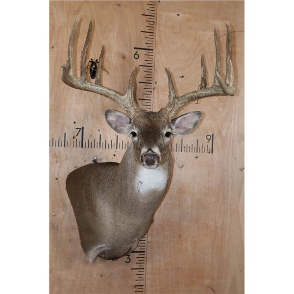 XL Typical 15-Point WHITETAIL DEER Wall Pedestal Mount