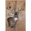 Image 1 : XL Typical 15-Point WHITETAIL DEER Wall Pedestal Mount