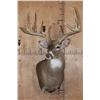 Image 2 : XL Typical 15-Point WHITETAIL DEER Wall Pedestal Mount