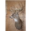 Image 3 : XL Typical 15-Point WHITETAIL DEER Wall Pedestal Mount