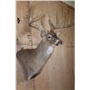 Image 4 : XL Typical 15-Point WHITETAIL DEER Wall Pedestal Mount