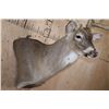 Image 5 : XL Typical 15-Point WHITETAIL DEER Wall Pedestal Mount