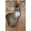 Image 6 : XL Typical 15-Point WHITETAIL DEER Wall Pedestal Mount