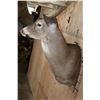 Image 7 : XL Typical 15-Point WHITETAIL DEER Wall Pedestal Mount